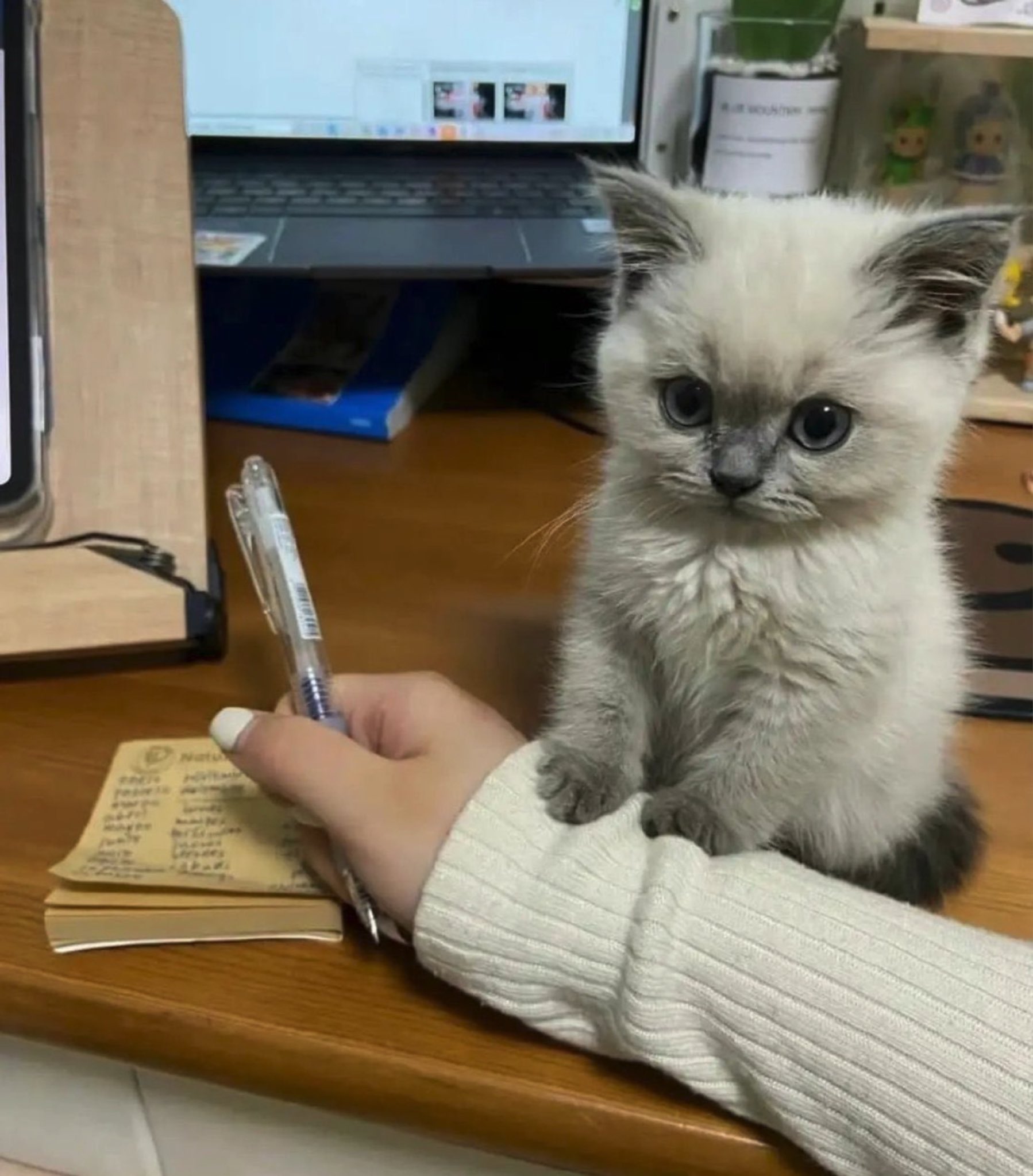 うにちゃんになりました | PET DESIGN 赤坂けやき通り店