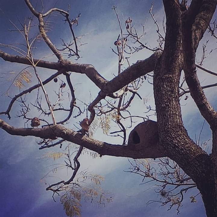 LicPsiQco's tweet photo. Buen dia!!!

Bello miércoles!!!

Disfruten del día 

Ellos salen a tomar solcito 🌝
#horneros https://t.co/TL3ksoraEh