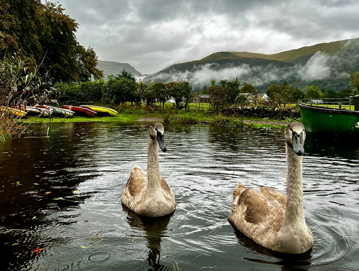 #Cygnets in search of breakfast on a wet #Wednesday morning. #Grasmere #LoveUKWeather #LakeDistrict <a href="/CBezzant/">Charlotte Bezzant</a> <a href="/CumbriaWeather/">ᴄᴜᴍʙʀɪᴀ ᴡᴇᴀᴛʜᴇʀ</a> <a href="/StormHour/">#StormHour</a> <a href="/ThePhotoHour/">#ThePhotoHour</a> <a href="/faerymere/">Faeryland Grasmere</a>