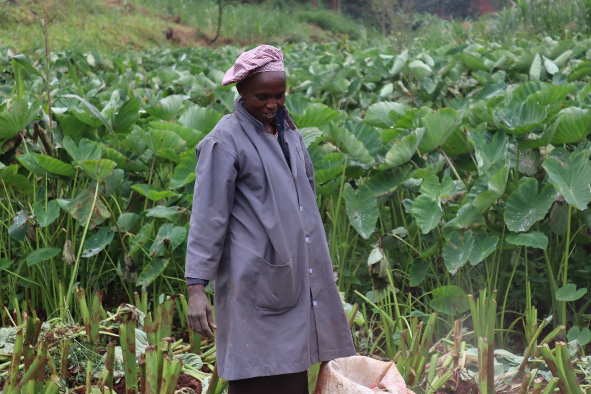 safiorganics's tweet photo. After using Safi Organics fertilizer, the food is healthier, and the quality is maximized. The revenue has increased by 40 percent. Owner, Eunice Wambui Ndungu says, “knowing what I am consuming and selling is non-toxic, motivates me to further expand what I love doing, farming." https://t.co/wumWmQQ9Nn