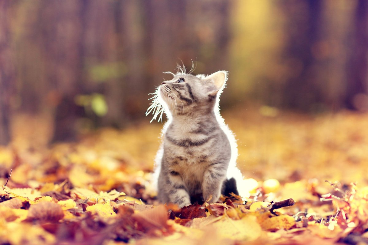 hpicture4's tweet photo. Wondering 
#cats #mood #Autumn https://t.co/3bSEe7iDmi