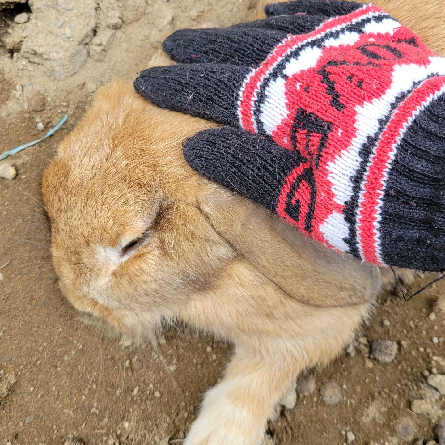 ウィンターセール開催中 月うさぎちゃん おもちゃ 人形