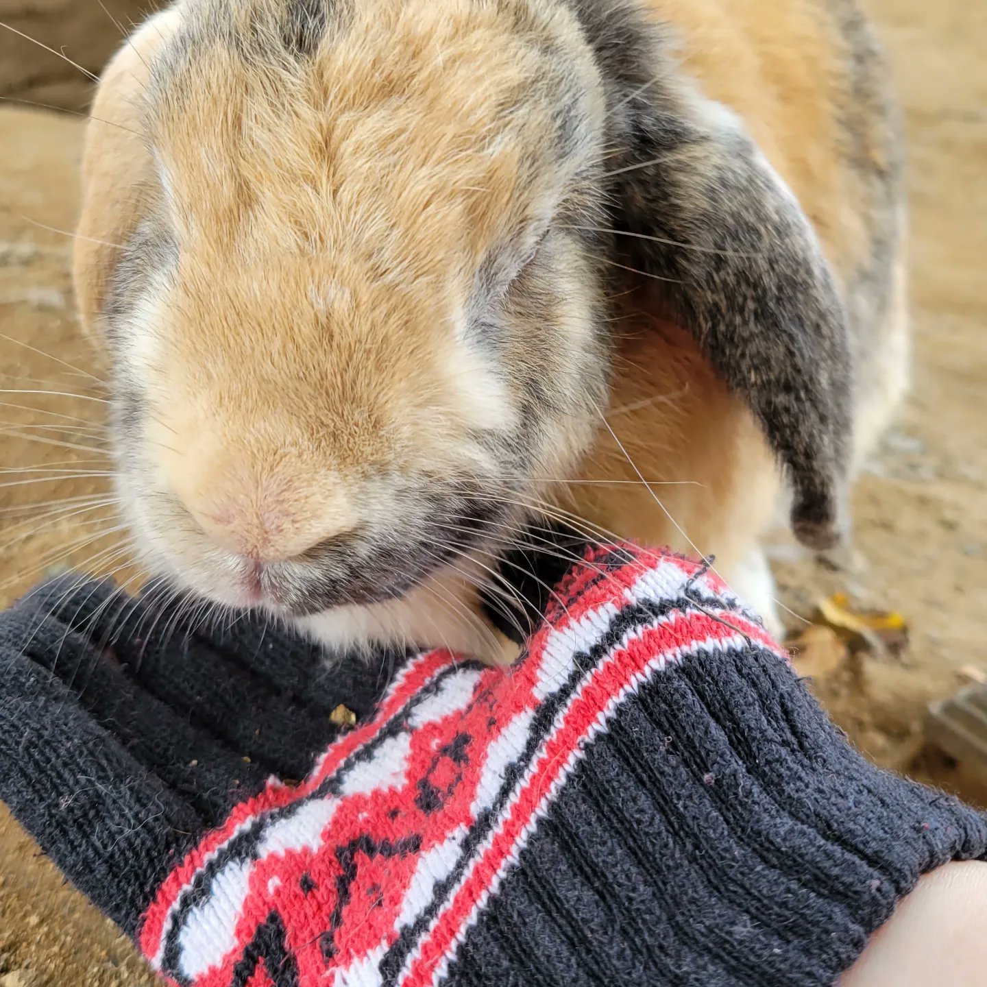 ウィンターセール開催中 月うさぎちゃん おもちゃ 人形