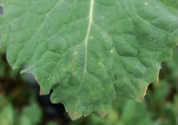 ADAS on Twitter: "Stay vigilant about light leaf spot #OSR 🔍 LLS can be extremely hard to identify and if conditions are warm and wet, it can be 🌦 Check