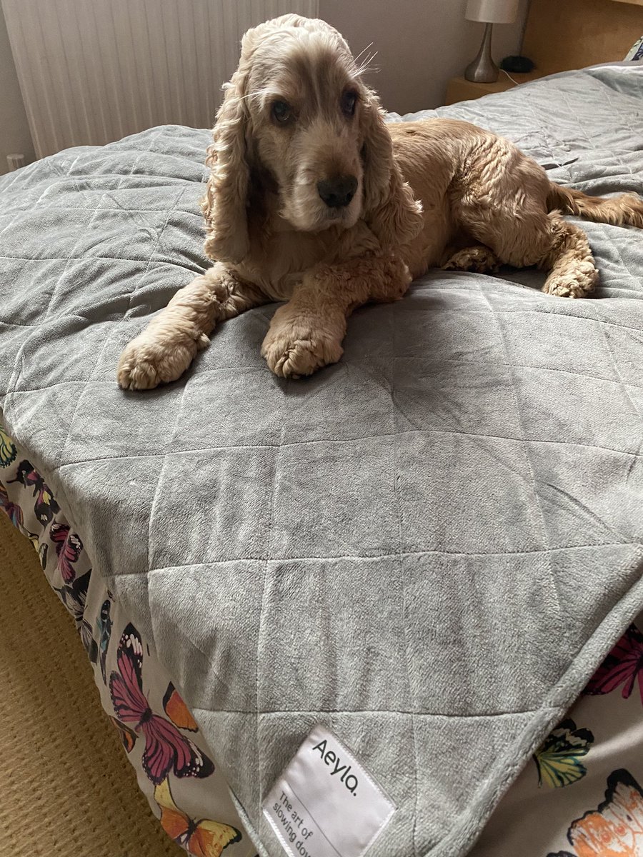 I love Mums weighted blanky by @aeyla_wellbeing 🤍🤍