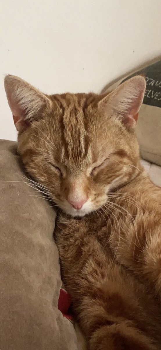 Every cat should have a matching pillow