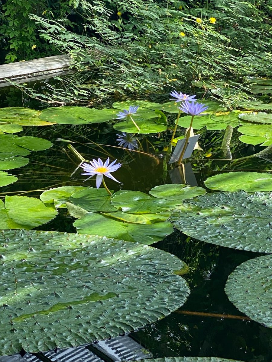CR6846's tweet photo. The real freedom is to be used to seeing thousands of ways of living, but not envious, not jealous, not despised, and walk on your own life path with peace of mind, not panic, not impatient. In perseverance day after day, live more and more like yourself. https://t.co/LrvcZZHWAT