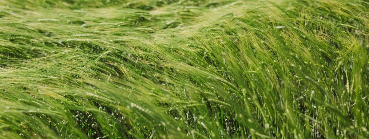 International Barley Hub (@intbarleyhub) on Twitter photo There is still time to register for tomorrow's seminar at 14:00 BST when Ana Badea <a href="/barleygoldcrop/">badeaana</a> from <a href="/AAFC_Canada/">AAFC Canada</a> <a href="/CDNScience/">Canadian Science</a> will give an overview of Canadian barley breeding programs, cultivar registration & market development of malting barley
eventbrite.co.uk/e/canadian-bar… There is still time to register for tomorrow's seminar at 14:00 BST when Ana Badea <a href="/barleygoldcrop/">badeaana</a> from <a href="/AAFC_Canada/">AAFC Canada</a> <a href="/CDNScience/">Canadian Science</a> will give an overview of Canadian barley breeding programs, cultivar registration & market development of malting barley
eventbrite.co.uk/e/canadian-bar…
