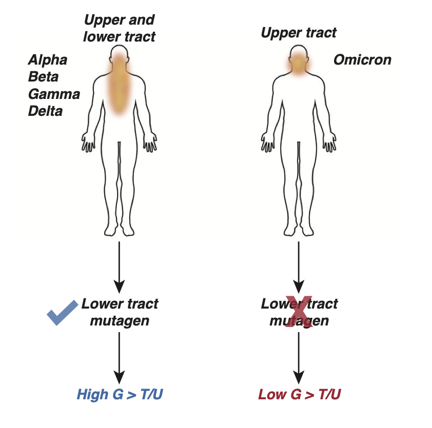 🚨 Our new preprint is up 🚨

biorxiv.org/content/10.110…

We show that mutational spectra enable inference of local SARS-CoV-2 replication niche within the respiratory tract

Thread below 🧵 1/10
