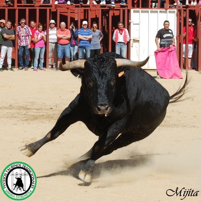 ftorodelidia's tweet photo. Plazas de toros, patrimonio artístico y cultural

🏟️ Loeches (Madrid)

💫 #TauromaquiaPatrimonioCultural https://t.co/OVslXMcDio