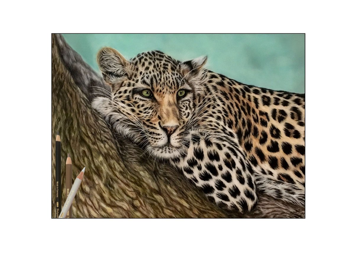 Leopard resting on tree. This has taken me ages and ages to do, with so much detail in the spots and fur, but got there in the end.
Drafting film, A3. Pencils used Faber Castell Polychromos, Caran d’ache Luminance. Background pan pastels
Ref: pixabay