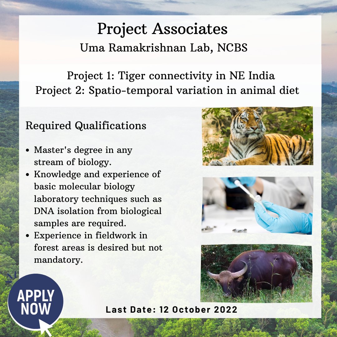 Abhinav_Tyagi_'s tweet image. Are you interested in understanding how animals move around in a #landscape? What helps or impedes their movement? How do seasons and space impact their #diet? Check out these positions in @uramakri lab at @NCBS_Bangalore
Apply here: forms.gle/u6V93RoDgrzdHM…
Last date: 12Oct
