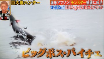 芸歴5ヶ月芸人のトヨダ 印籠玩具 が南米アマゾンの巨大魚パイチェの捕獲に成功 超絶限界 なんj 2ch 5ちゃんねる 実況まとめにゅーす