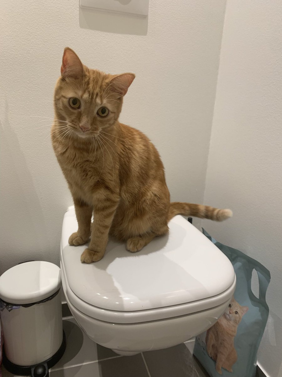 Anna8Sofia's tweet photo. Cat sitting on a toilet. https://t.co/6ghUKVSCGU