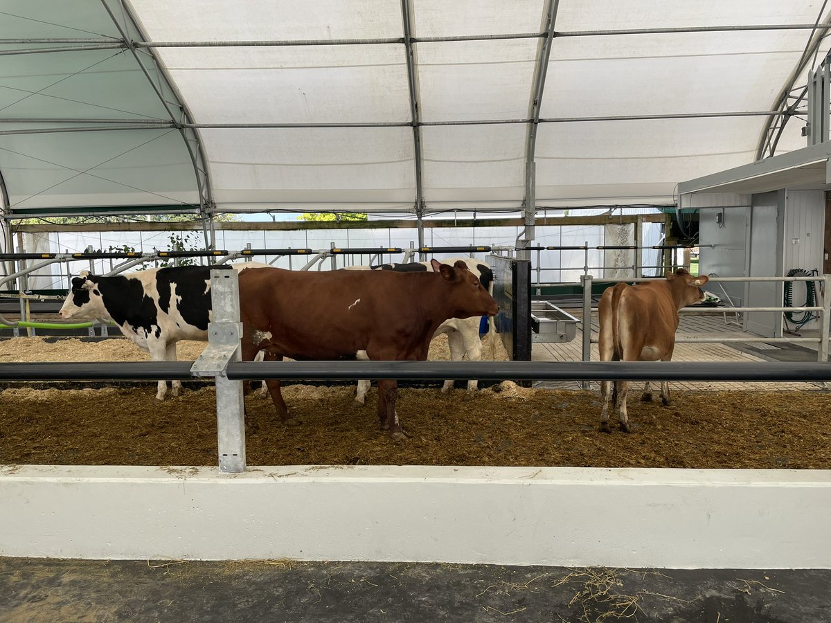 VicMartin33's tweet photo. We had so much fun at our Dairy Days trip yesterday! Thank you to all the presenters for teaching us about the nutrition, history, and process associated with dairy farms. @HolyFamilyWdstk https://t.co/HH8hOYcBOd