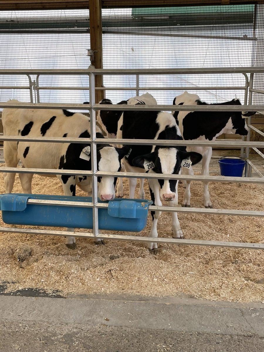 VicMartin33's tweet photo. We had so much fun at our Dairy Days trip yesterday! Thank you to all the presenters for teaching us about the nutrition, history, and process associated with dairy farms. @HolyFamilyWdstk https://t.co/HH8hOYcBOd