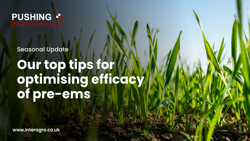 NichinoUK's tweet image. Battling #blackgrass?

Trying to hold your nerve &amp;amp; resist drilling until at least mid-Oct?

Worried about the threat of suboptimal weather conditions impacting herbicide performance?

👀 See our top tips to ensure it’s top-performing 👉 bit.ly/3rhG8M5 #PushingPerformance