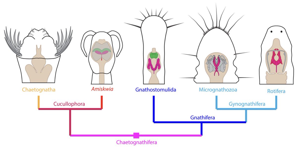 With <a href="/NicolasBekkouc1/">Nicolas Bekkouche</a> we left our zoological comfort zone and ventured into the paleontological realm. Now our cladistic reassessment of Amiskwia is published. We showed why it's worth double-checking your morphological matrix before running an analysis.🧵
bit.ly/3UWlaQe