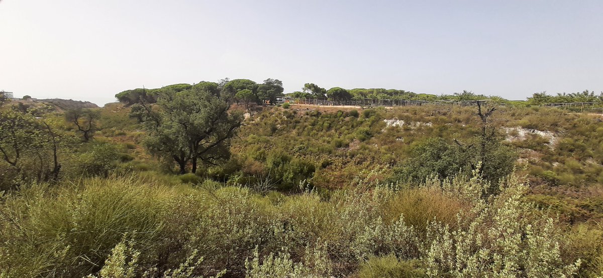 El_Batefuegos's tweet photo. #Emergencias
#IIFF
#SECOMIIFF
#IFMoguer #IFMazagón #Doñana
Paraje del Río Loro, limítrofe con el Camping.
@OsboDigital
@CILIFO_UE
@Plan_INFOCA
@E112Andalucia
@AAMM_And
@OsboDigital @GaloisioA @Fogatillas @AntMaldoMor @Fundacion_ONCE https://t.co/TIqOuswcFv