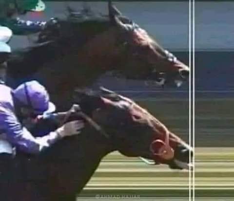 هذا الحصان فاز بــلسانه .

فـــتذكرت سر نجاح بعض الأشخاص في حياتهم  ..