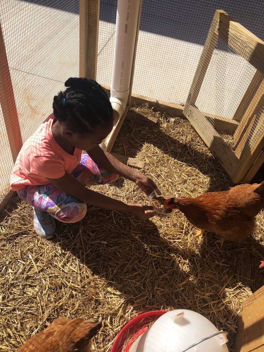 Timeless Learning tweet media