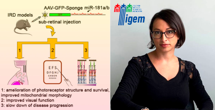 Congratulations to Sabrina Carrella <a href="/CarrellaSabrina/">Sabrina Carrella</a> from <a href="/BanfisLab/">Sandro Banfi Lab</a> for her recent publication in <a href="/EmboMolMed/">EMBO Mol. Medicine</a>:

📰miR-181a/b downregulation: amutation-independent therapeutic approach for inherited retinal diseases

💻Read here: embopress.org/doi/epdf/10.15…