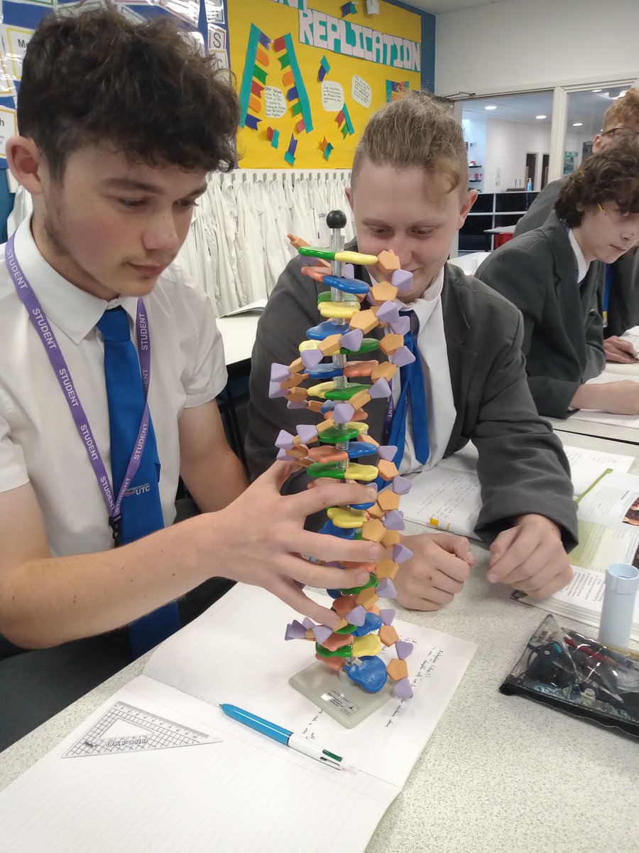 science_utc's tweet photo. Our students having fun using models to visualize biological concepts. #lovelearning @ScarboroughUTC https://t.co/ViIteFwviM