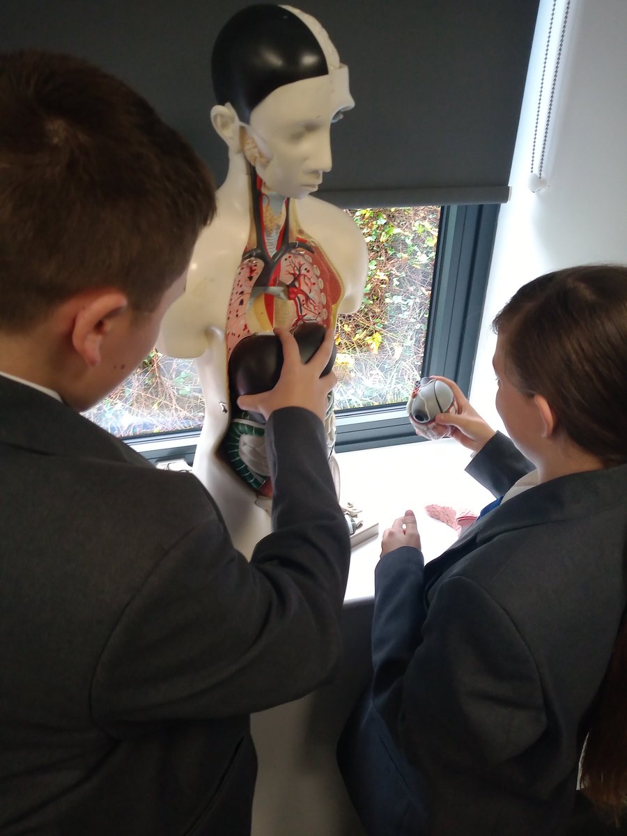 science_utc's tweet photo. Our students having fun using models to visualize biological concepts. #lovelearning @ScarboroughUTC https://t.co/ViIteFwviM