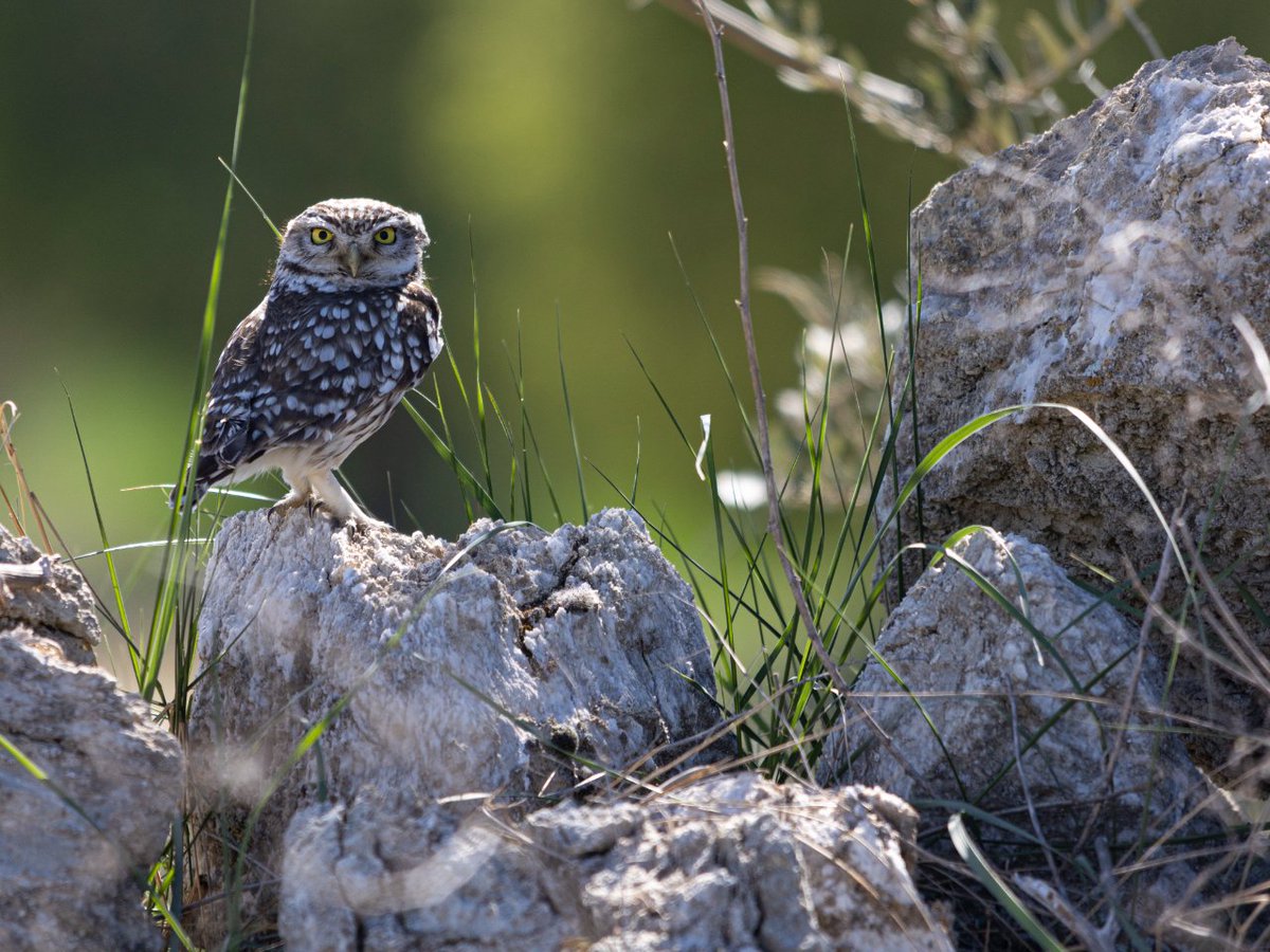 Ayer fue el Día de los Animales 🦉 

El Prepirineo alberga un gran número de especies que son difíciles de ver en tan poca distancia entre sí. 
Es lo que tiene poder disfrutar de clima mediterráneo y continental en tan pocos kilómetros. 

 #diadelosanimales #prepirineo #Mochuelo