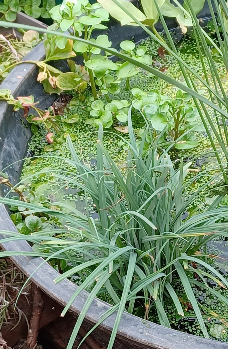 Loretta Livingstone tweet media