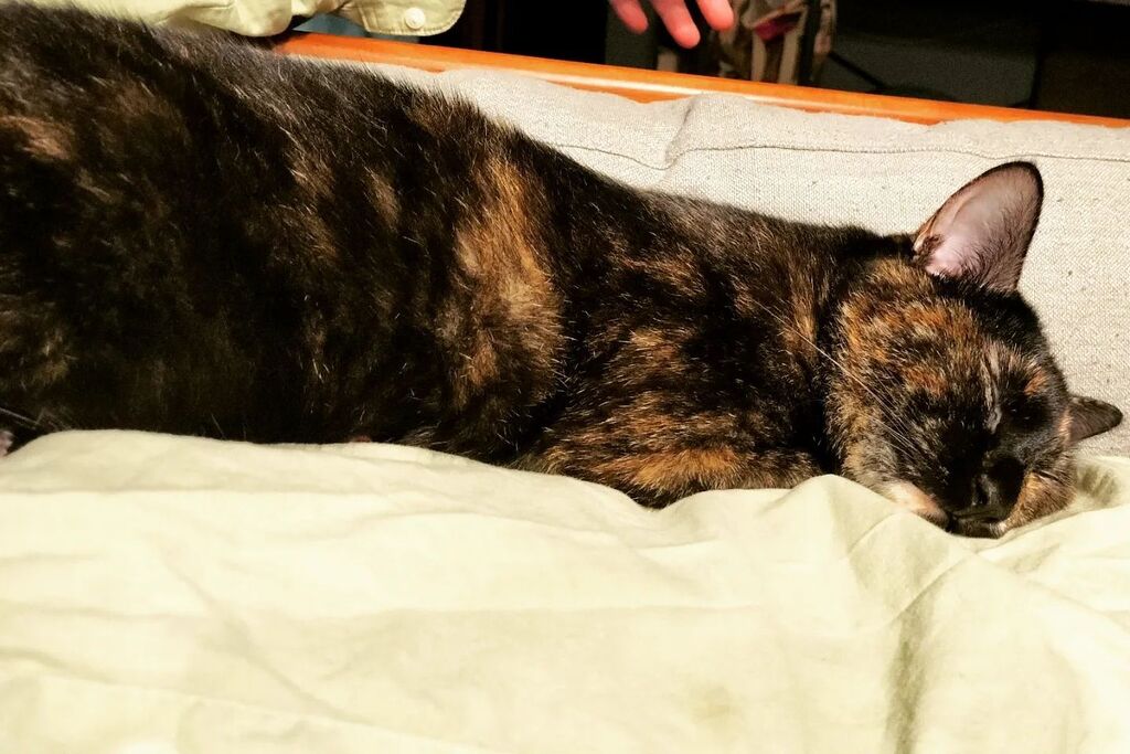 お腹の上の猫 Twitter Search Twitter