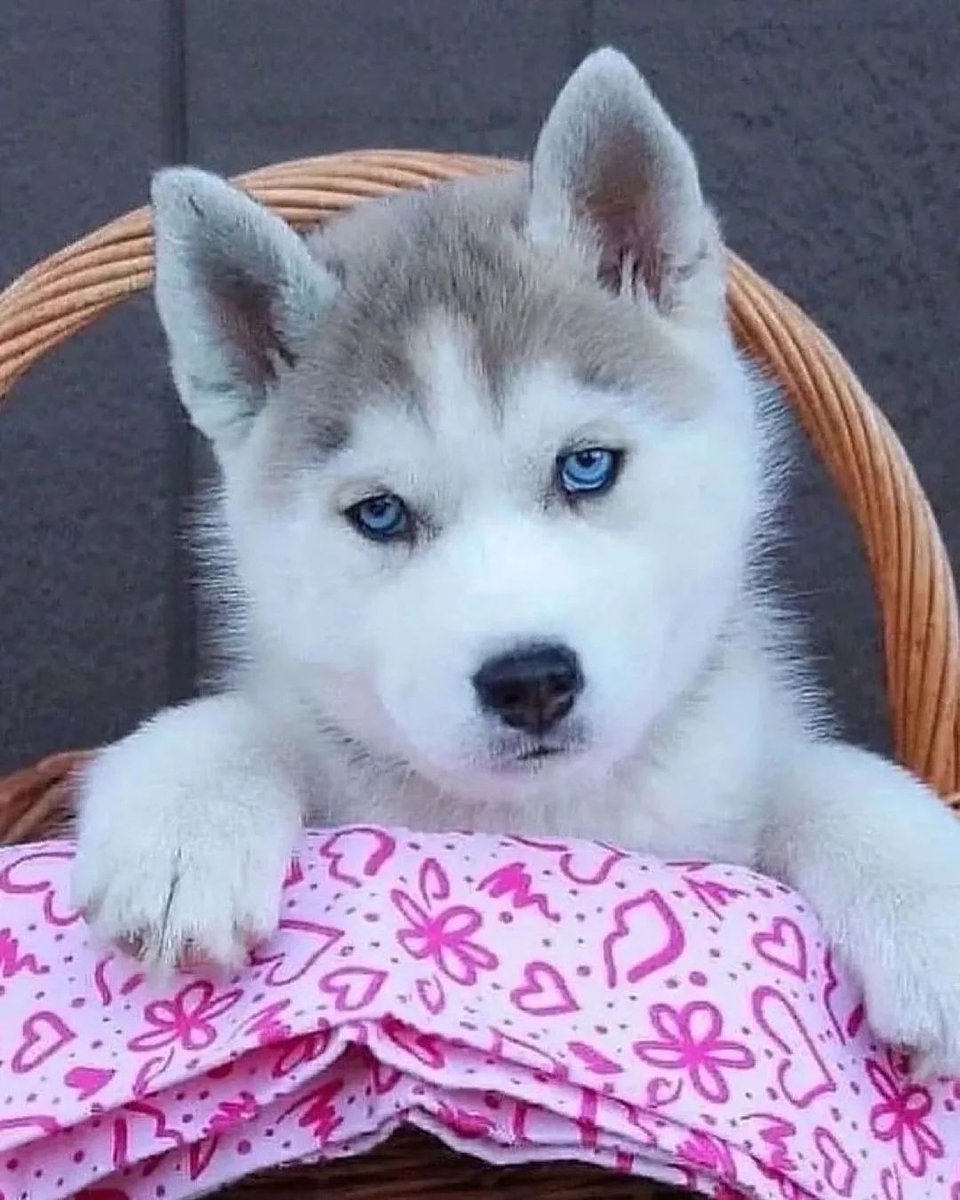 Husky Lover on Twitter 