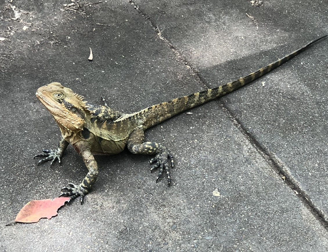 julesette's tweet photo. @StandardsMich @Griffith_Uni Cute! We also have water dragons at Nathan.. https://t.co/Kzwxr5JkzD