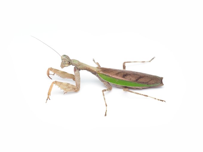 カマキリのtwitterイラスト検索結果