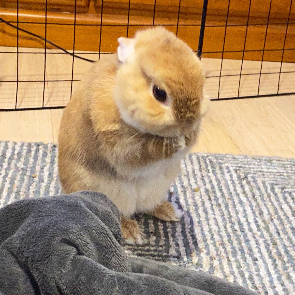 cztacks's tweet photo. @TintedEdges Ahhh, the moulting… I just pulled a whole second rabbit’s worth of hair off Elizabun Taylor Schuyler Barrett Browning Kenny Bennett the First. She’s unhappy with me. https://t.co/BsV3h4CAiG