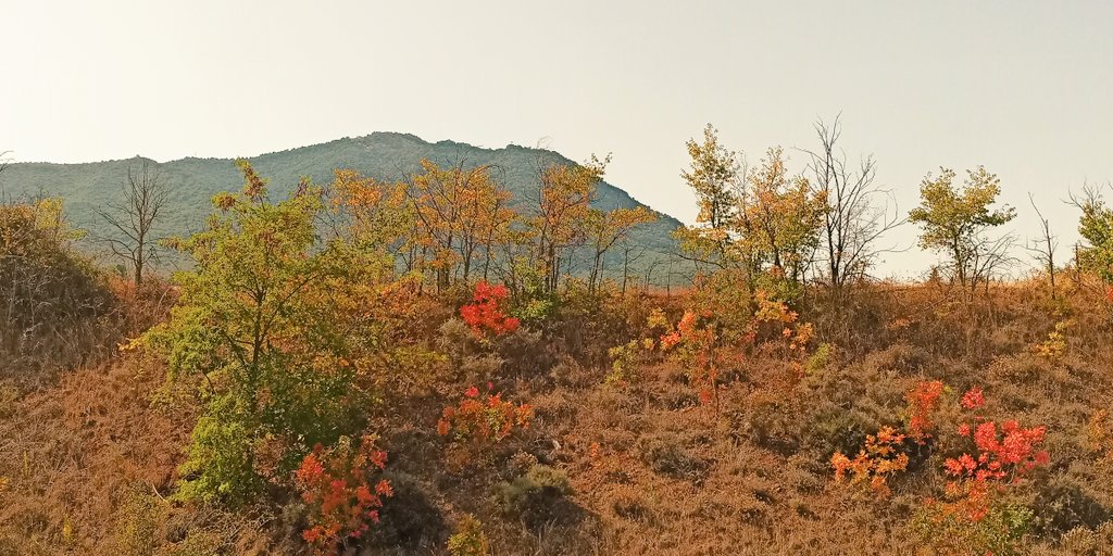 Jose15Josemari's tweet photo. #otoño #fall #tardor
#erori #navarra #nafarroa
Bonitos colores del #zumaque y del #madroño disfrutamos en #estellalizarra 👌🏾
#rutadelzumaque
https://t.co/mHPg3TSMlp https://t.co/jvFydyiw1T