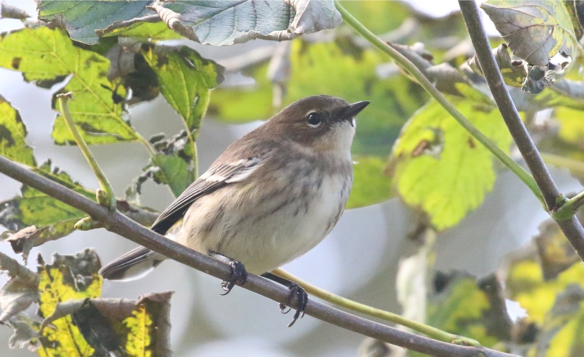 BritishBirder tweet picture