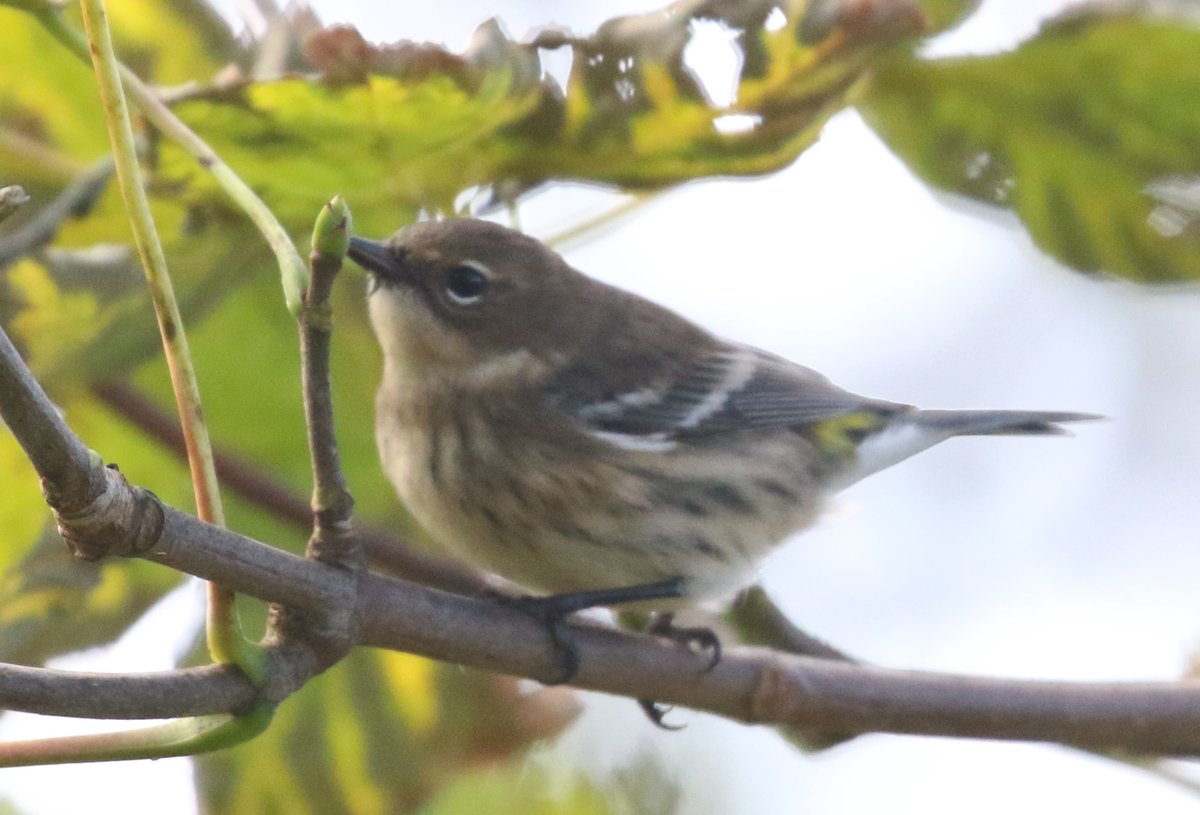 BritishBirder tweet picture