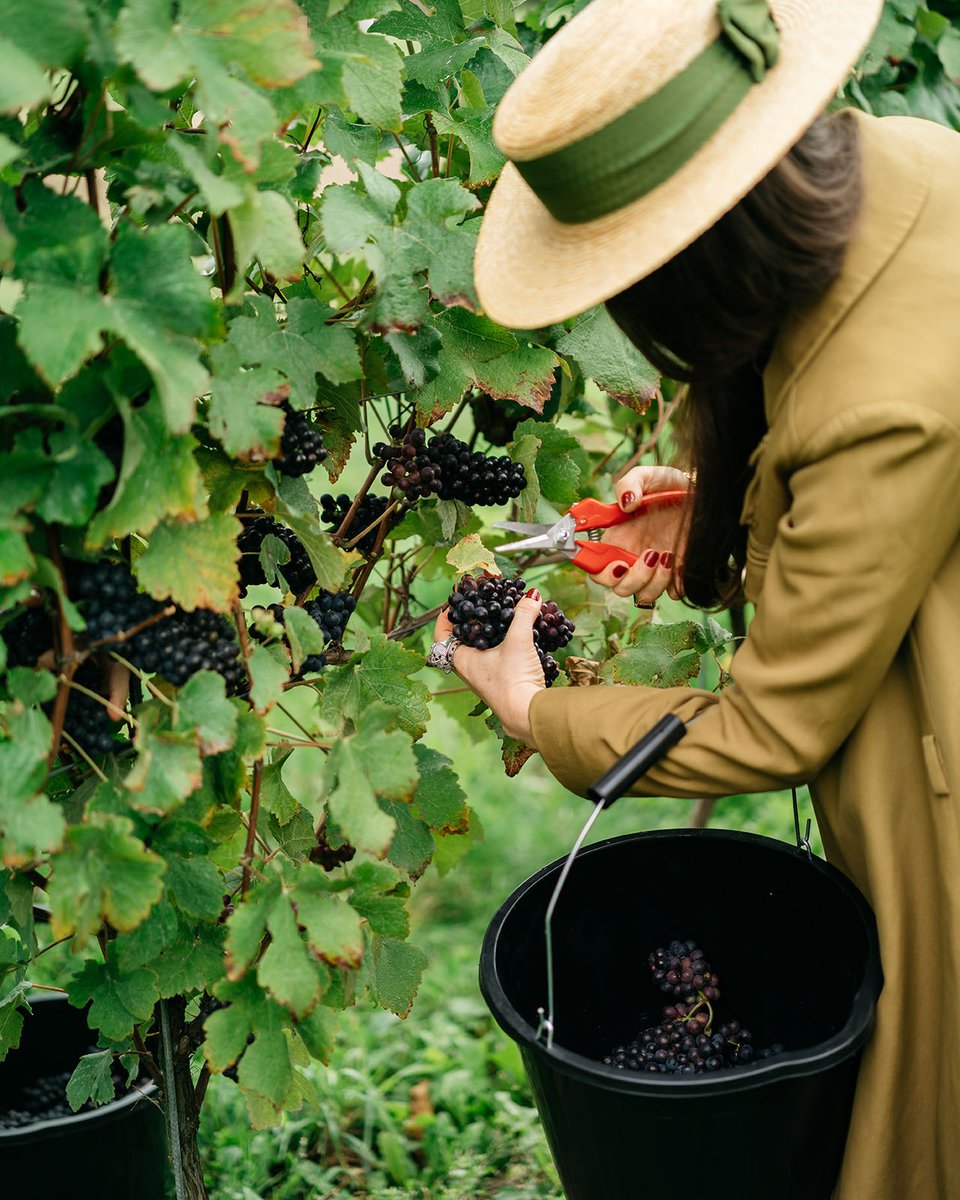 Nyetimber's tweet photo. With this year’s Harvest well and truly underway, we’re looking back at Luncheons of seasons past. In special moments like these, we are proud to put English Sparkling Wine on a global stage for our trusted partners from around the world. #Nyetimber #Harvest #MadeGlorious https://t.co/VzHxSsTJCp