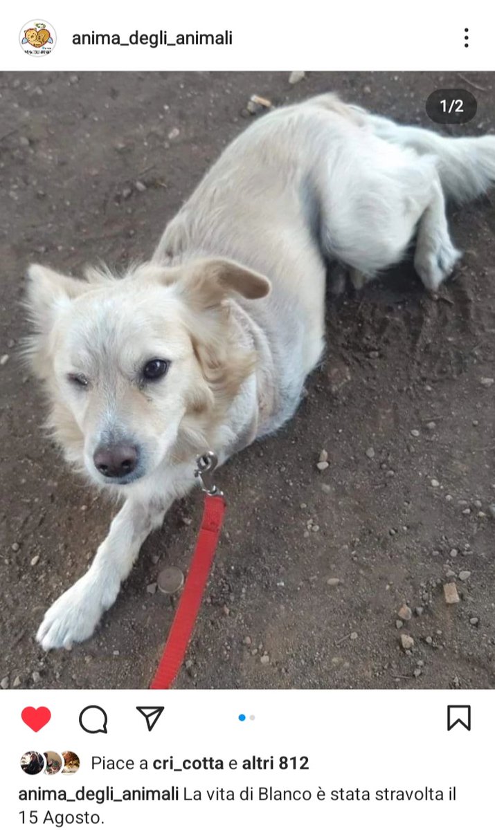 zampa_qua's tweet photo. URGENTISSIMO🆘🆘🆘🆘🆘☎️3421236329🐕BLANCO è stato investito da una💩umana e sono anche gentile,si avvicina,ti lecca la mano, ti sorride nonostante la sofferenza.HA BISOGNO DI UNA CASA E L' AMORE CHE NON HA MAI CONOSCIUTO ADOTTATELO #4voiceless 🏡🙏Roma https://t.co/4DwE2sVjLA