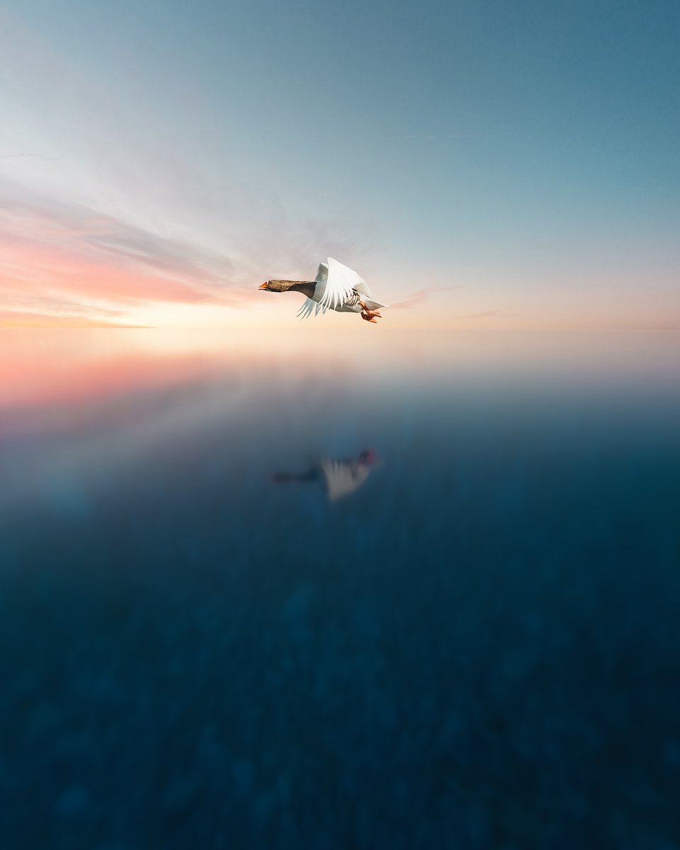 Sondemart's tweet photo. @reverse_visuals Hi Mate,
"Goose"
1/1
0.06 $eth
#reverseshillthread
https://t.co/tlWnODOnq6 https://t.co/mxSEkcFWdf