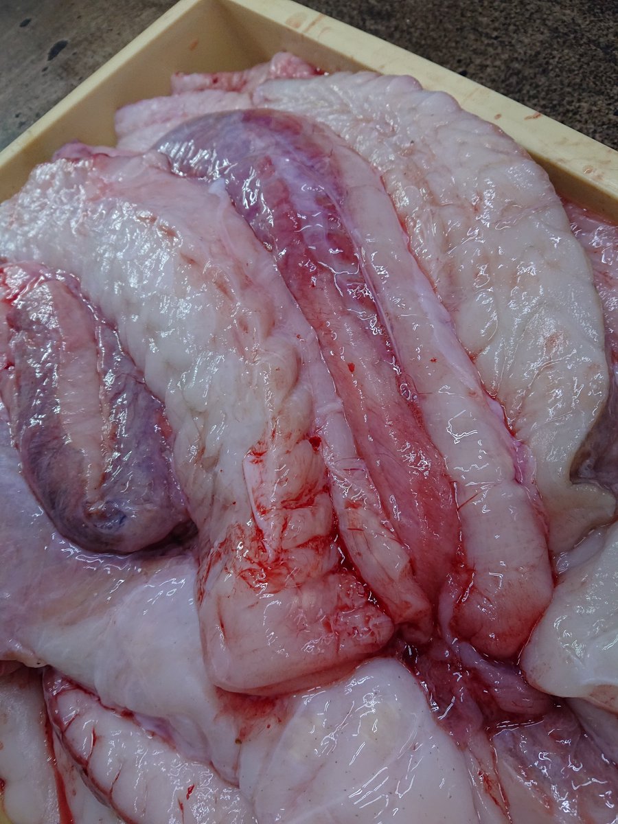 ankounabe_'s tweet photo. 19キロのあんこう入荷！あん肝もたっぷり！
これから美味しいあんこう鍋始まります！ https://t.co/XKcmFHao8X