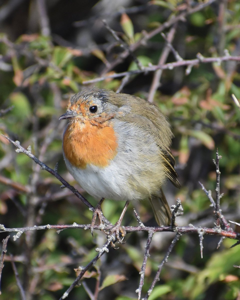 English Robin in Brixham, Devon, UK #birds #birdphotography #birdwatching #TwitterNatureCommunity