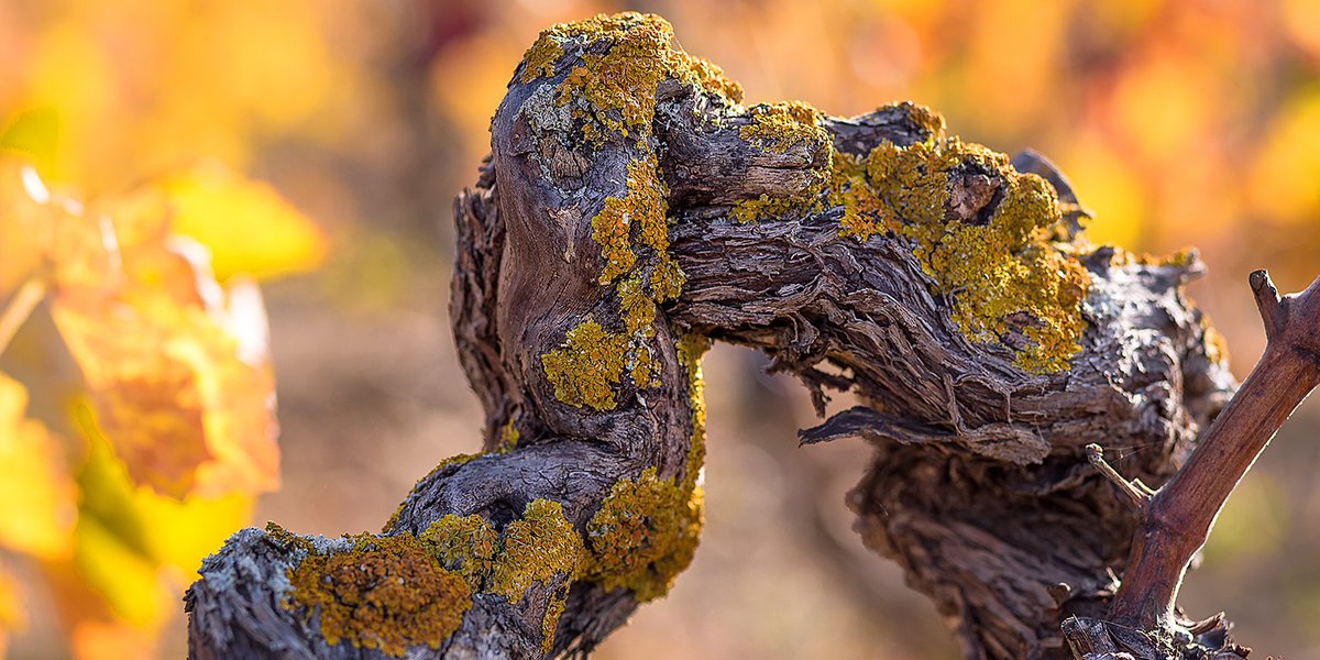 ViñaBujanda tweet media