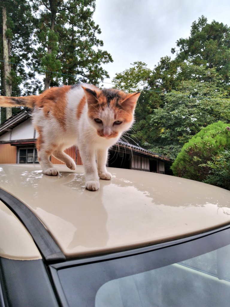 6RvWDbTGmx1ULBc's tweet photo. @OQbMeQ107jLOaxW いえいえ、いつものクルマですよ☺
#猫 #ねこ #ネコ #猫たち #猫のいる暮らし #猫好きさんと繋がりたい #佐渡 #MF22S https://t.co/tf9vL01eRc