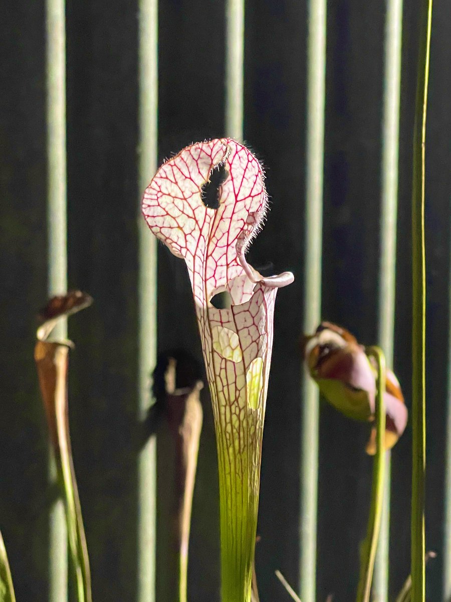 Helikko 11 5 6食虫植物祭 In兵庫県立フラワーセンター Helistyle Twitter