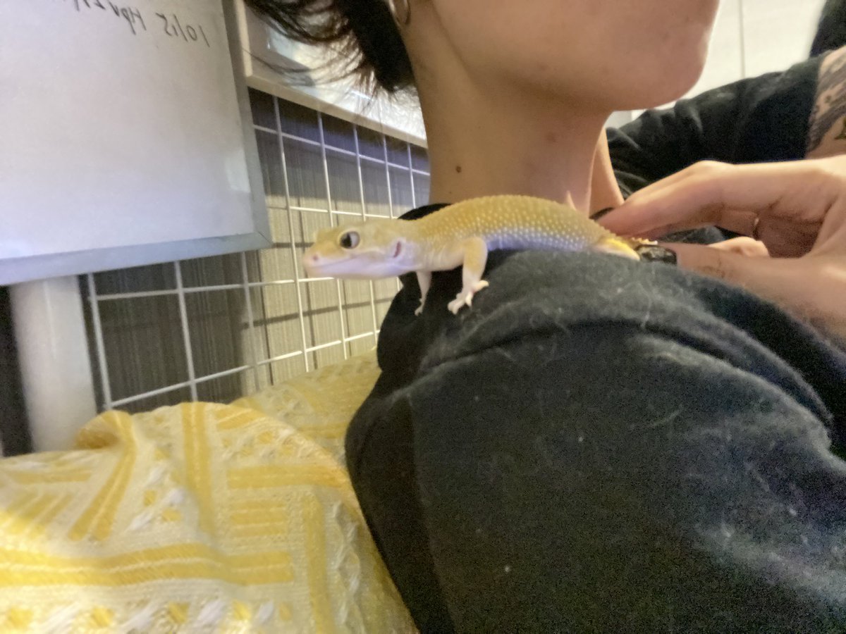 SnowMooNFK's tweet photo. バナナ🍌ちゃん
＃爬虫類好きさんと繋がりたい 
#爬虫類女子 
#レオパ https://t.co/0qhtXJFb4u