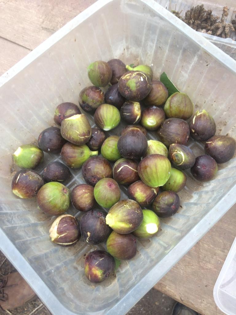 HarmonyGG's tweet photo. We thought you might like to see our figs, aubergine plants and the seeds we're saving! To find out more about our volunteer and art sessions please email foharmonygardens@gmail.com 😀 https://t.co/Ic0thccApm