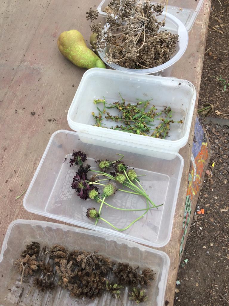 HarmonyGG's tweet photo. We thought you might like to see our figs, aubergine plants and the seeds we're saving! To find out more about our volunteer and art sessions please email foharmonygardens@gmail.com 😀 https://t.co/Ic0thccApm