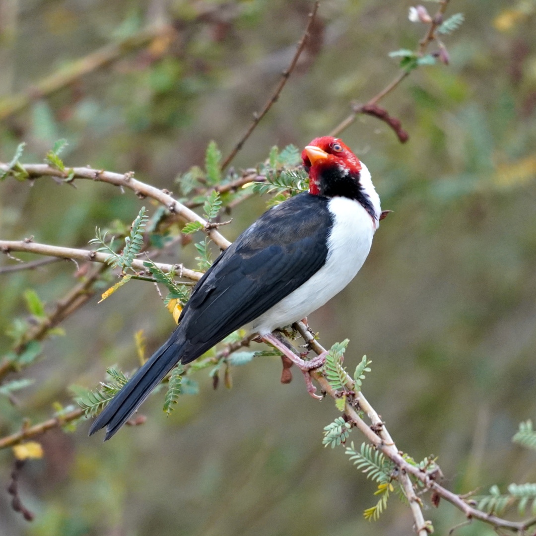 SnowAndCurt's tweet photo. Birds of the Pantanal... If you love wildlife, especially birds, the Pantanal is a bucket list destination! Join us for one last look at the wildlife in this region over on YouTube. https://t.co/8p6sdtGT0L

#vanlife #snowandcurt #fulltimetravel #pantanal #brazil https://t.co/Hr18fiQ1aP
